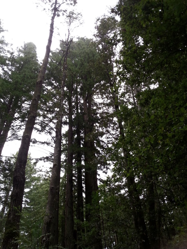More Redwoods