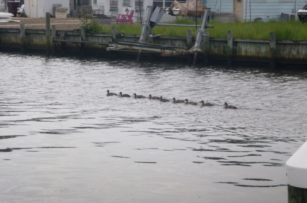 Flotilla of Ducks