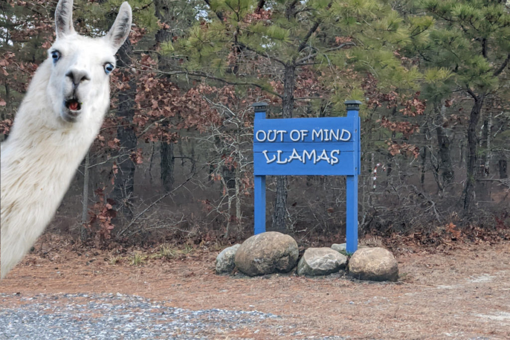 Out of Mind Llamas